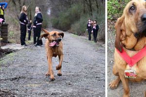 Perrita escapa de su casa y corre medio maratón