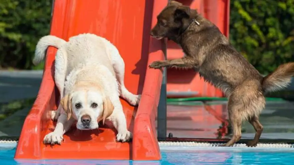Balneario abre sus puertas para las mascotas