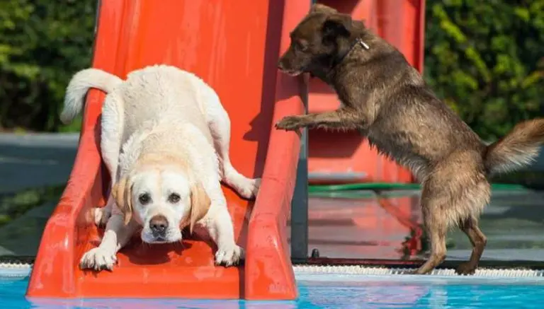 Balneario abre sus puertas para las mascotas