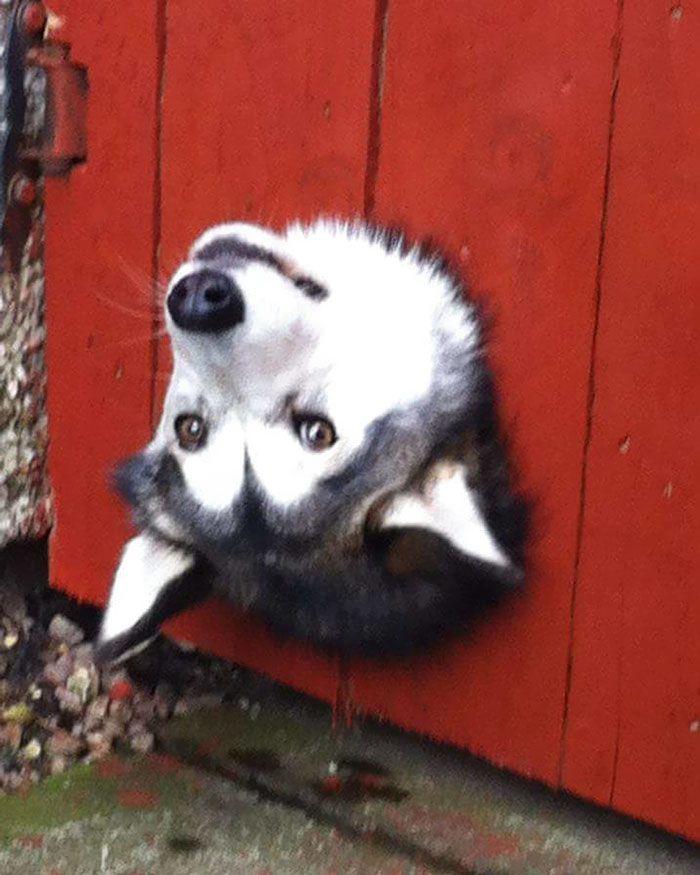 Bored Panda