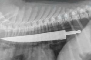 Perro Bull-terrier se traga cuchillo entero