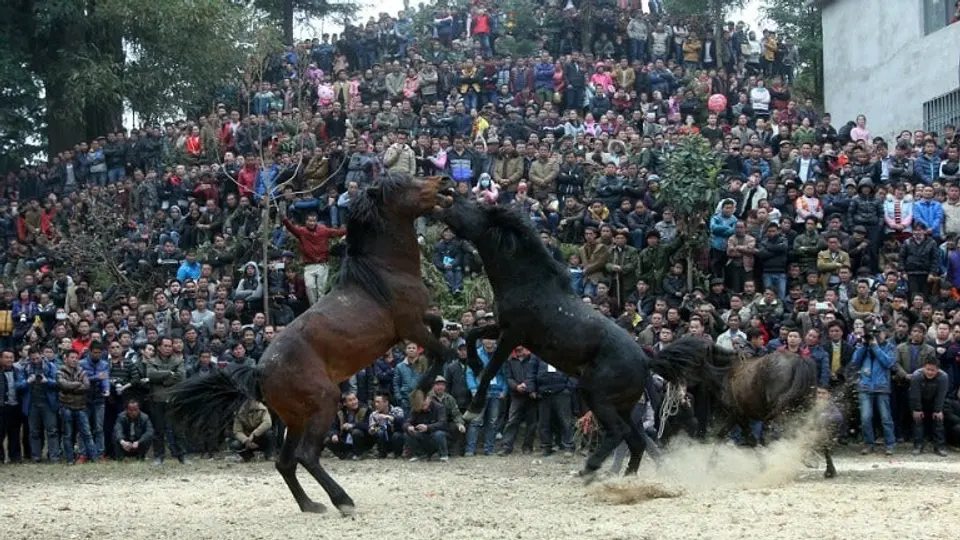 Peleas de caballos, brutal tradición china