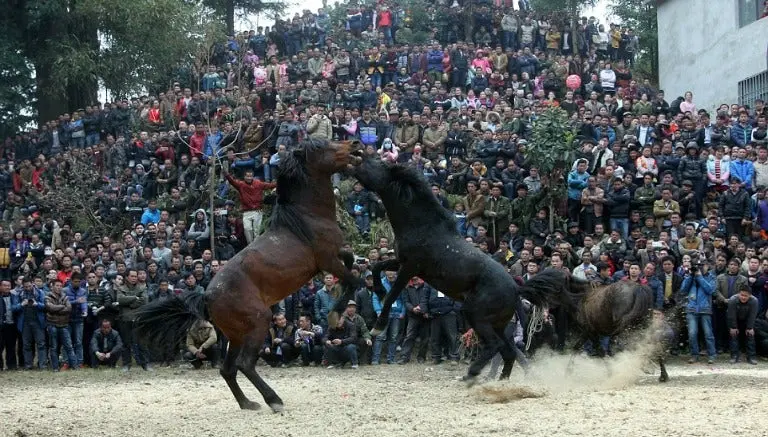Peleas de caballos, brutal tradición china