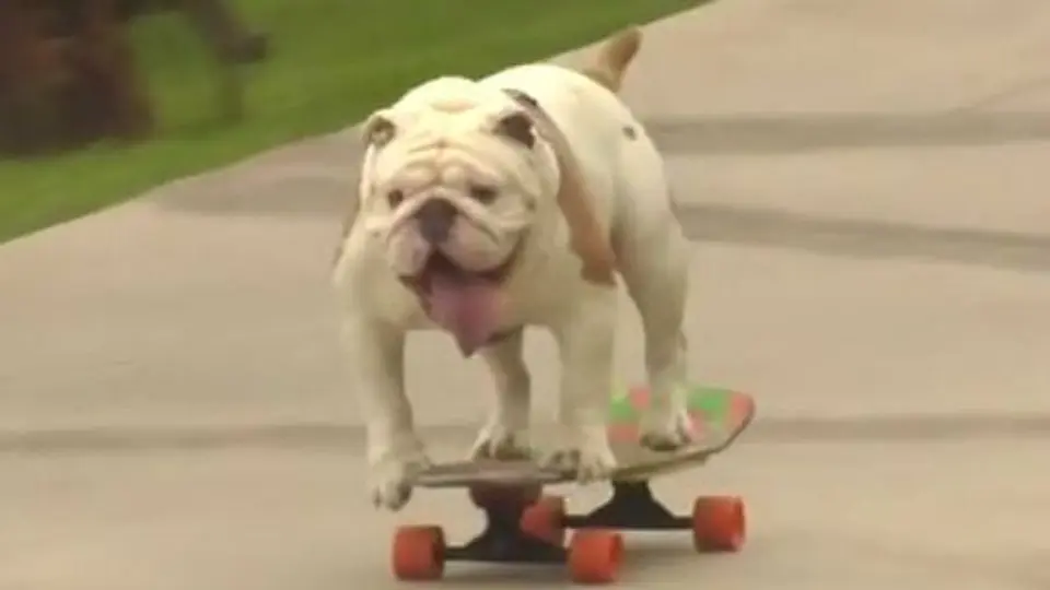 Bulldog consigue récord Guinness en patineta