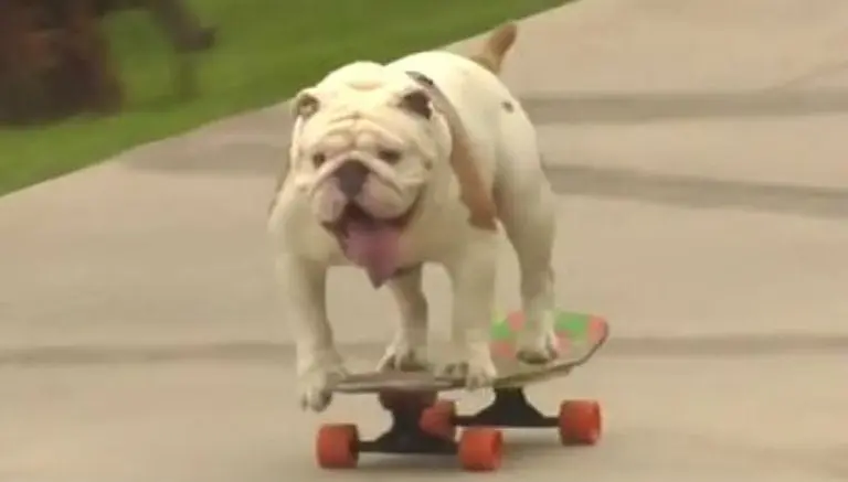 Bulldog consigue récord Guinness en patineta
