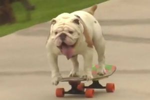 Bulldog consigue récord Guinness en patineta