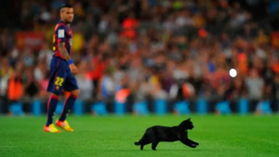 Descubre las veces que los animales invaden una cancha