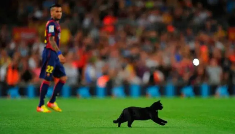 Descubre las veces que los animales invaden una cancha