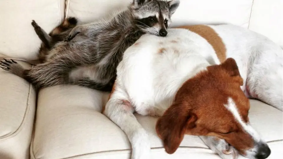 Familia adopta mapache que se cree perro