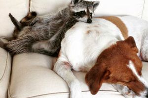 Familia adopta mapache que se cree perro