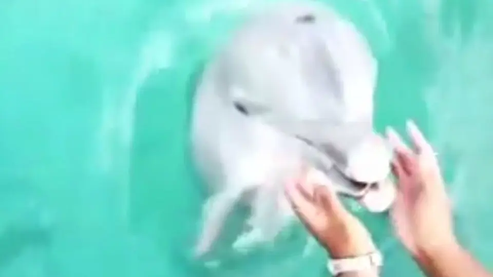 Modelo tira su celular al mar y delfín lo regresa