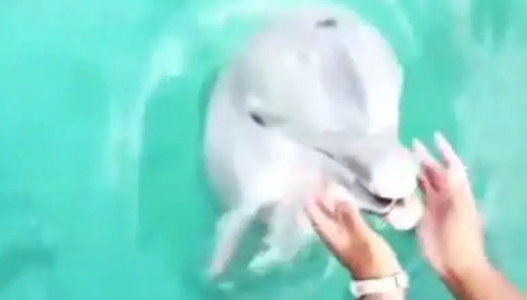 Modelo tira su celular al mar y delfín lo regresa