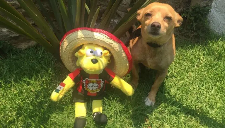 Mascota del Leverkusen disfruta de fiestas mexicanas