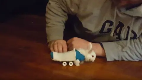 Conejo sin patas conmueve en redes