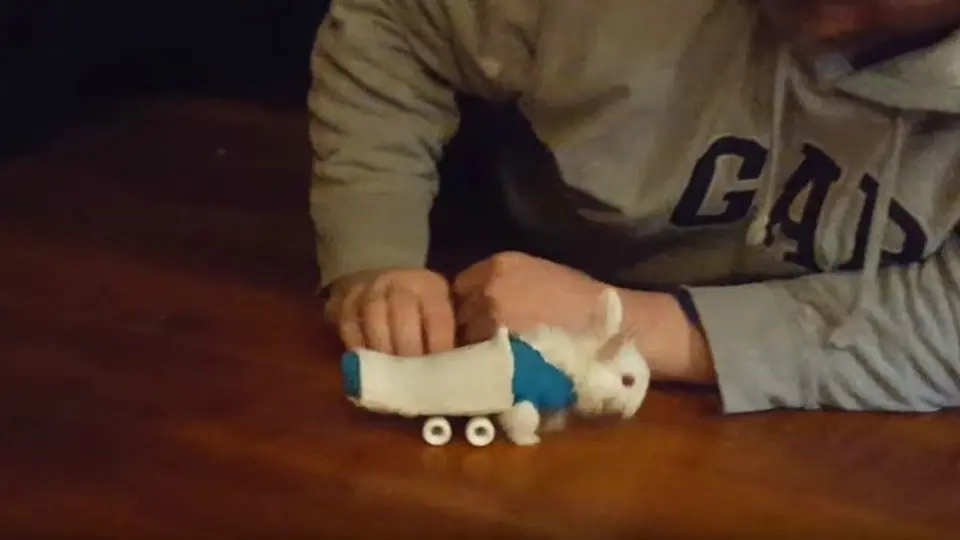 Conejo sin patas conmueve en redes