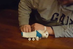 Conejo sin patas conmueve en redes