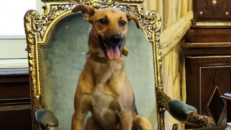 Presidente de Argentina muestra a su perro en la silla presidencial
