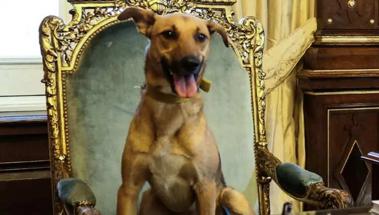 Presidente de Argentina muestra a su perro en la silla presidencial