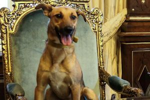 Presidente de Argentina muestra a su perro en la silla presidencial