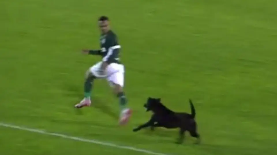 Perro trata de morder a un jugador en la cancha