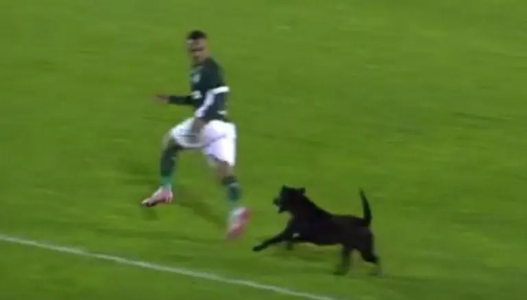 Perro trata de morder a un jugador en la cancha
