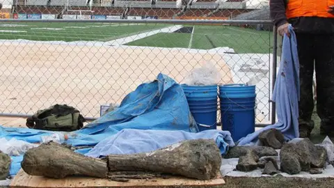 Hallan restos de mamut en estadio de Oregon State