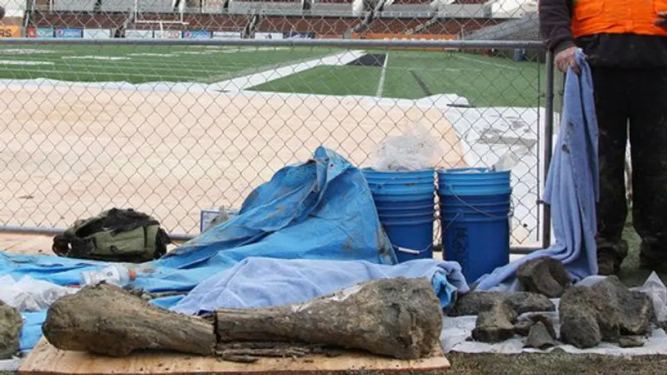 Hallan restos de mamut en estadio de Oregon State