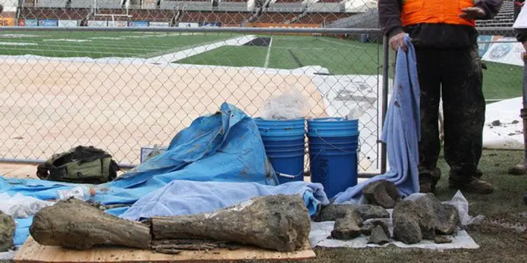 Hallan restos de mamut en estadio de Oregon State