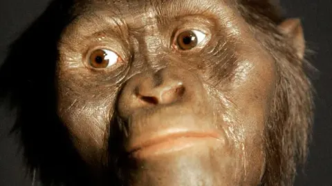'Lucy' murió al caer de un árbol, revela estudio