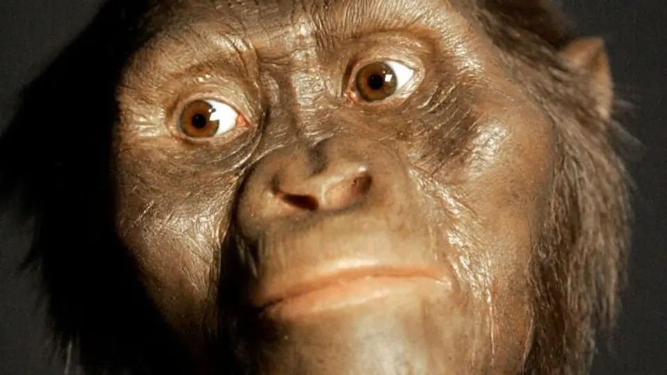 'Lucy' murió al caer de un árbol, revela estudio
