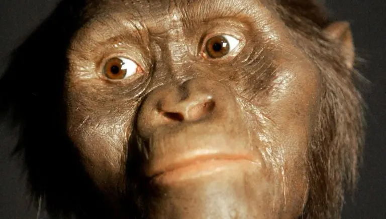 'Lucy' murió al caer de un árbol, revela estudio
