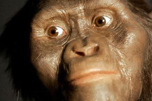 'Lucy' murió al caer de un árbol, revela estudio