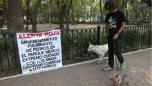 Muerte de perros en la Condesa alerta a autoridades