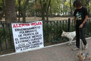 Muerte de perros en la Condesa alerta a autoridades