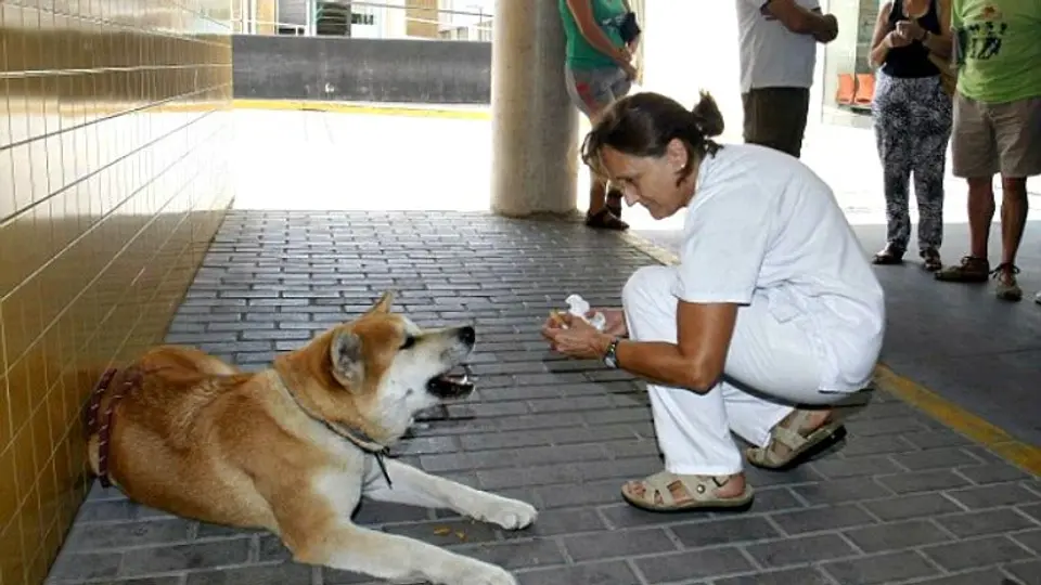 Maya, la perrita que esperó a su dueña enferma