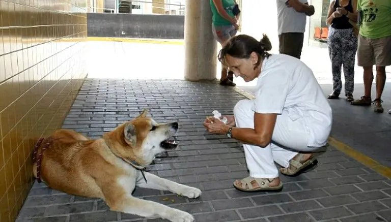 Maya, la perrita que esperó a su dueña enferma
