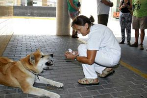 Maya, la perrita que esperó a su dueña enferma