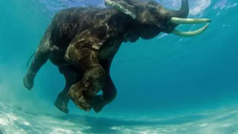 Havelock, la isla en donde se puede nadar con elefantes