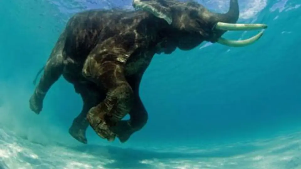 Havelock, la isla en donde se puede nadar con elefantes
