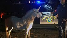 'Unicornio' escapa y es perseguido por la policía