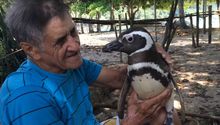 Pingüino cruza el mar para visitar a su salvador