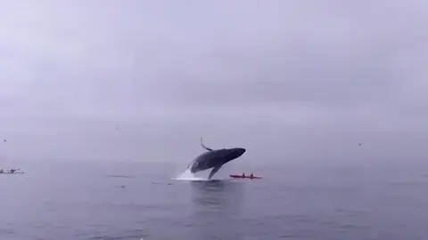 Ballena salta y cae sobre turistas en California