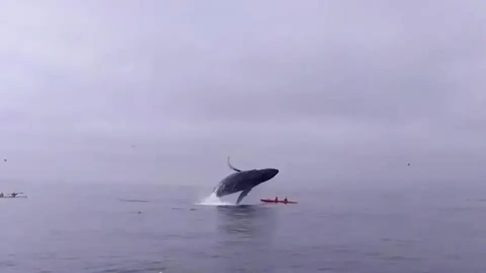 Ballena salta y cae sobre turistas en California