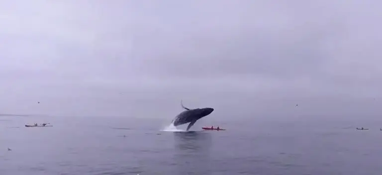 Ballena salta y cae sobre turistas en California