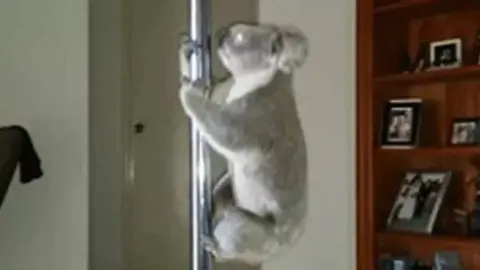 Koala hace 'pole dance' dentro de una casa