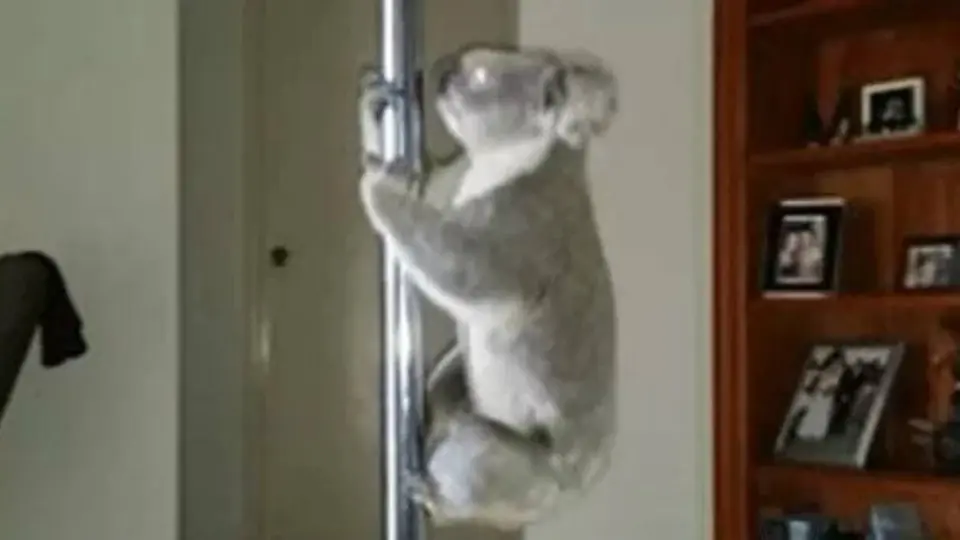Koala hace 'pole dance' dentro de una casa