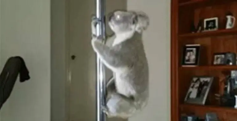 Koala hace 'pole dance' dentro de una casa