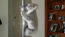 Koala hace 'pole dance' dentro de una casa