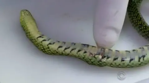 Bebé de un año mata a serpiente a mordidas