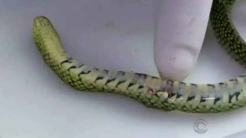 Bebé de un año mata a serpiente a mordidas